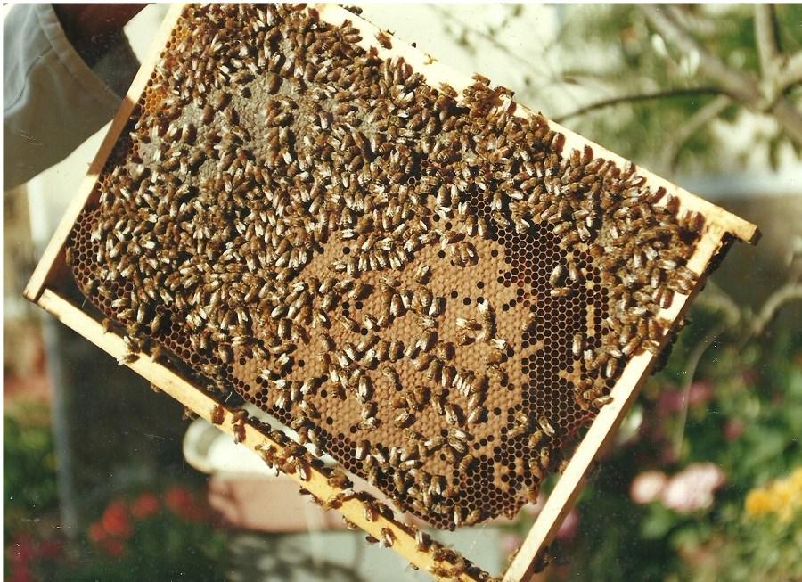 Questo favo contiene almeno 2-2,5 Kg di miele, se tutti i favi di covata fossero così avremmo troppe scorte (20 Kg circa solo nella parte con covata).