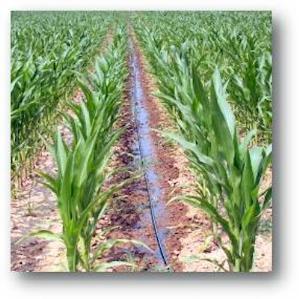micro-irrigazione e di fertirrigazione iii) le nuove