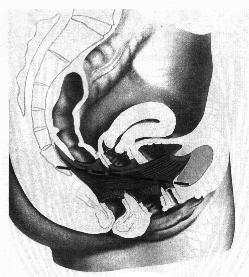 due tuberosita ischiatiche e