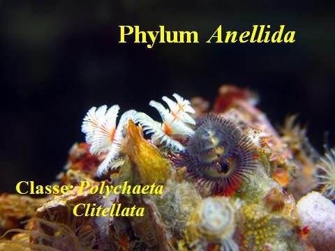 Phylum Anellida