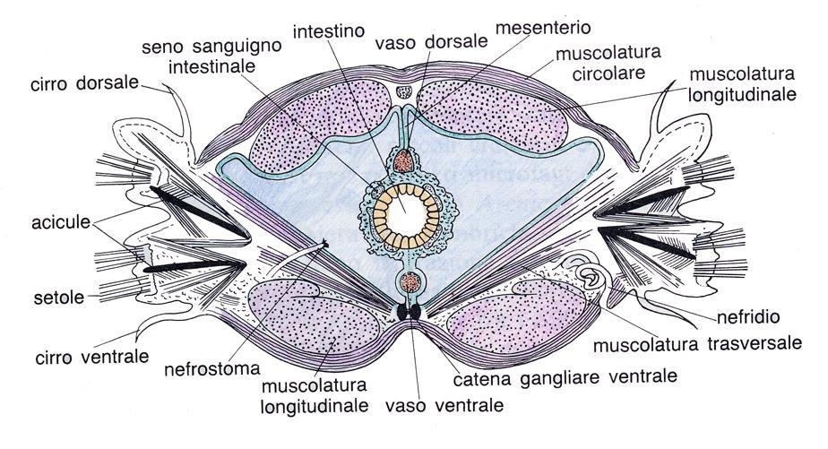 STRUTTURA EPITELIO monostratificato che secerne una cuticola per lo più sottile MUSCOLATURA SACCO MUSCOLO- CUTANEO con: 1. MUSCOLATURA CIRCOLARE (poco sviluppata) 2.