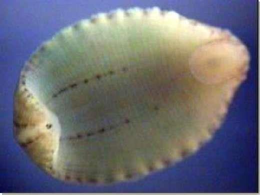 Hirudinea sono conosciuti come SANGUISUGHE si conoscono circa 400 specie da 3 mm a oltre 20 cm diffuse soprattutto in acqua dolce e in alcuni casi mare e terra