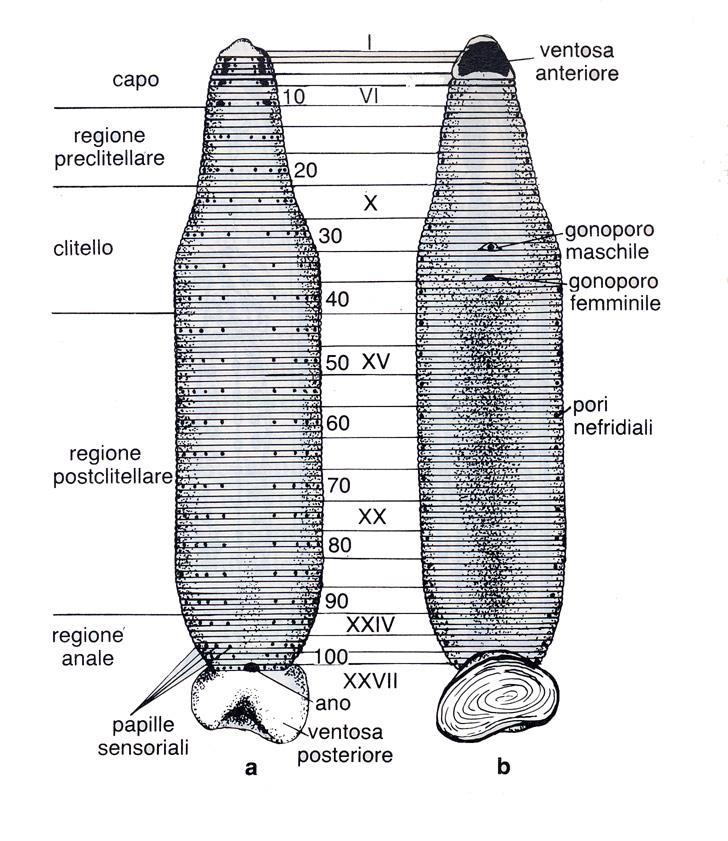 STRUTTURA Sono formate da 34 metameri (ognuno suddiviso in 3-5 anelli) REGIONI CAPO i primi 6 metameri.