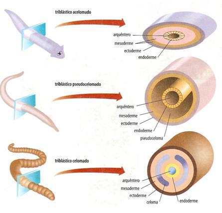 Celoma 1) Celoma formato per fessurazione del mesoderma (schizocelia) 2) Cavità del celoma ricoperta dal PERITONEO, di