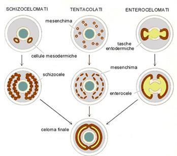 celomatico 3) Maggior sviluppo degli organi (non più sospesi) 4) Scheletro idrostatico migliorato che permette liberà di