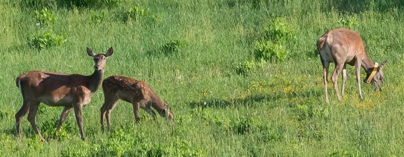 Progetti di Ricerca: CERVO