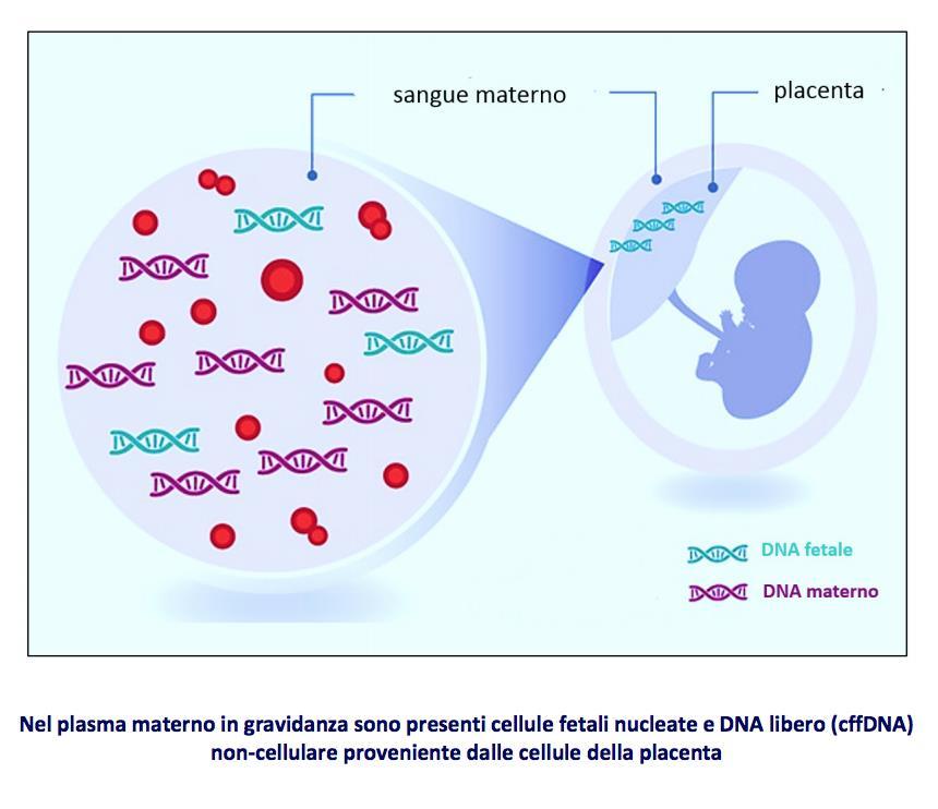 Lancet. 1997 Aug 16;350(9076):485-7. Presence of fetal DNA in maternal plasma and serum. Lo YM, Corbetta N, Chamberlain PF, Rai V, Sargent IL, Redman CW, Wainscoat JS.