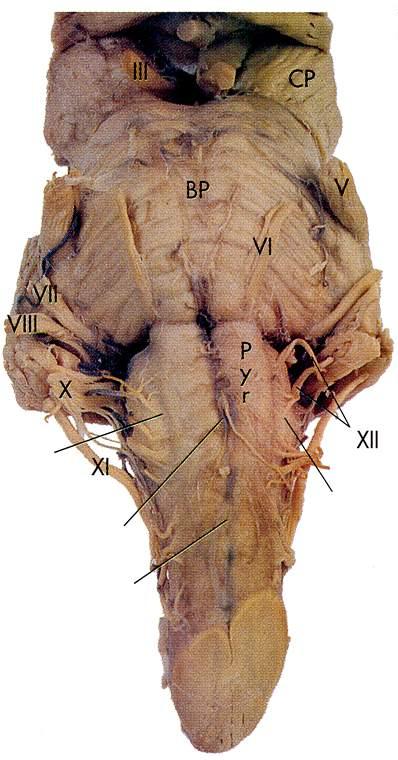 Immagine tratta da: The Human Brain, J.