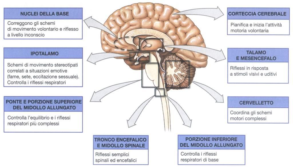 Livelli di controllo della motilità somatica Immagine tratta da: