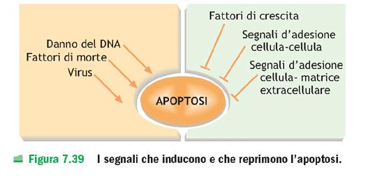 APOPTOSI Morte Programmata L esistenza di un programma genetico di morte cellulare è stato dimostrato verso la fine degli anni 80 E un processo rapido, dura infatti circa 20 minuti In un individuo