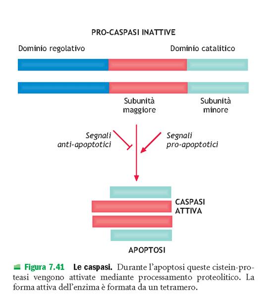LE CASPASI Sono presenti nella cellula come precursori inattivi, pro-enzimi o pro-caspasi.