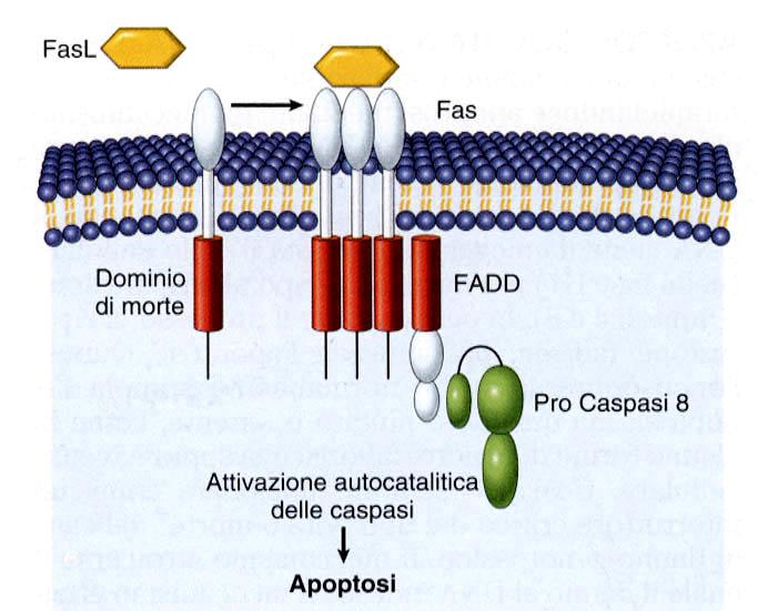 Fas : il recettore per l induzione di apoptosi Legame di FASL al suo recettore