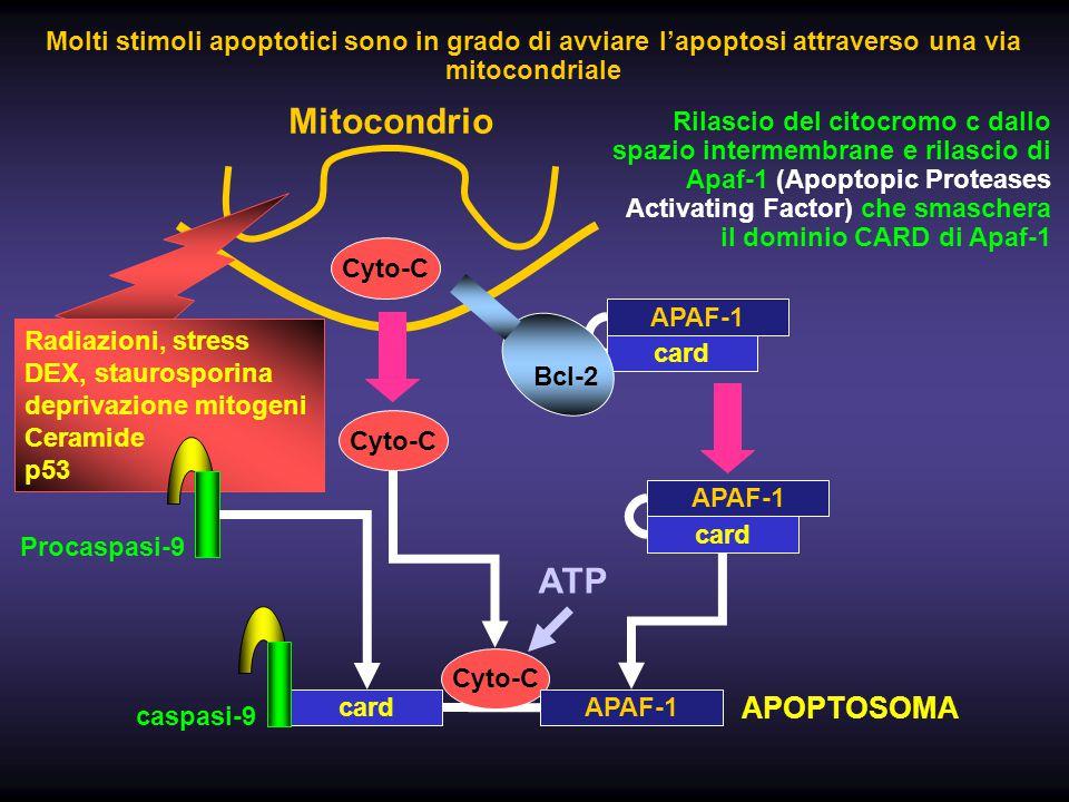 MITOCONDRI ed APOPTOSI I mitocondri intervengono nell apoptosi o morte programmata della