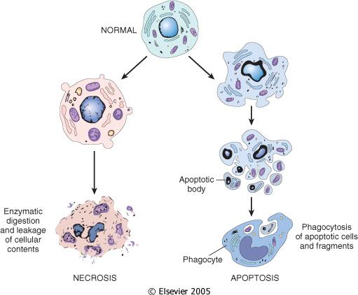 La morte cellulare: necrosi e apoptosi MENTRE LA CELLULA NECROTICA (cellula in necrosi) RILASCIA I SUOI COSTITUENTI ALL