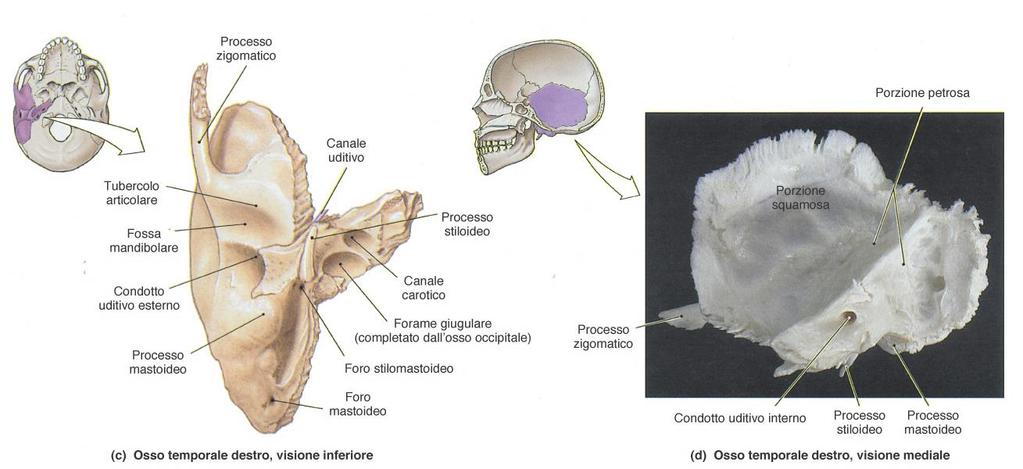 Neurocranio: