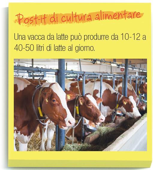 Aspetti generali: il latte Latte = prodotto ottenuto dalla mungitura regolare, ininterrotta e completa delle mammelle di animali in buono stato di salute e di nutrizione Latte latte di mucca;
