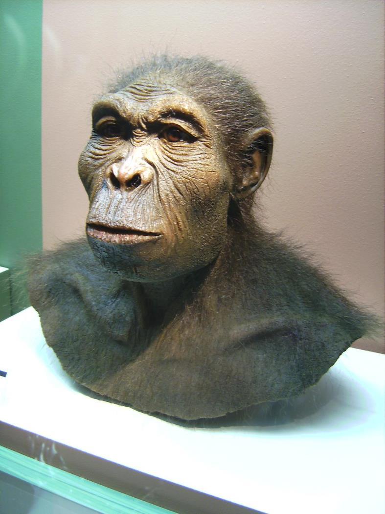 L evoluzione dell uomo: homo abilis Quando: 2 milioni di anni fa Caratteristiche: Altezza: 130 cm Capacità cranica: 640