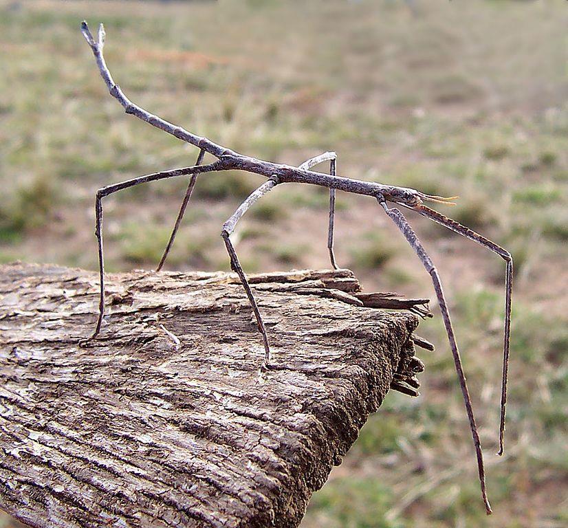 Le prove dell evoluzione: il mimetismo Alcuni organismi hanno sviluppato delle caratteristiche per camuffarsi o confondere i predatori.