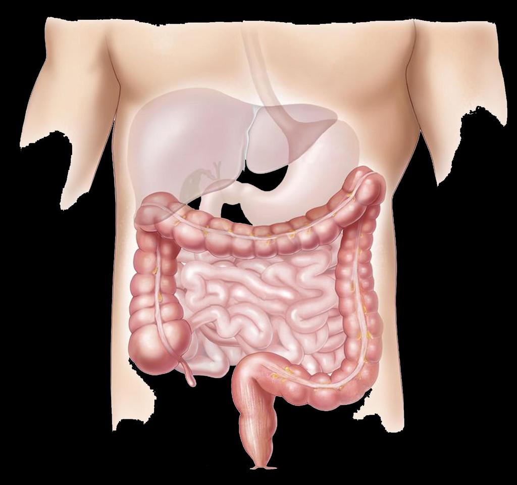 Le prove dell evoluzione: gli organi vestigiali Nel nostro corpo sono presenti delle strutture che non hanno più