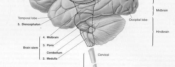 3/51 Sistema nervoso centrale: nella scatola cranica e nella spina dorsale.