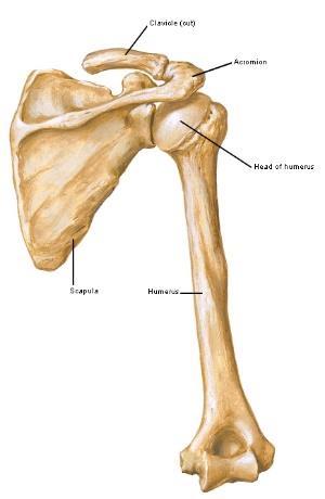 2 ARTICOLAZIONI strutture anatomiche che mettono in contatto 2 o più ossa e guidano il