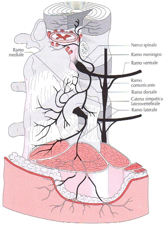 COLONNA VERTEBRALE Strutture possibili fonte di dolore: - Disco intervertebrale - Osso (sub condrale peridiscale) - Vasi - Dura madre - Faccetta articolare - Capsula e ligamenti - Ganglio e radice