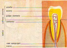 I denti Nel cranio vi sono la mascella e la mandibola che formano due arcate contrapposte e che mosse dai muscoli masticatori, agiscono come tenaglie Permettendo ai denti di svolgere la loro funzione.