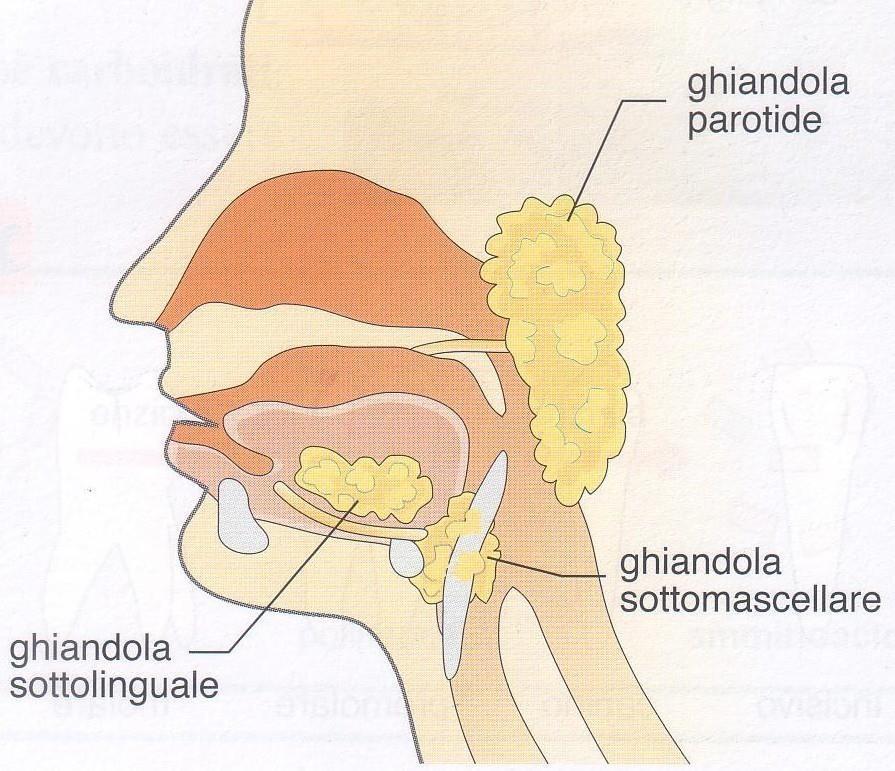 Ci sono alcune ghiandole che, producono sostanze che trasformano gli alimenti durante la digestione.