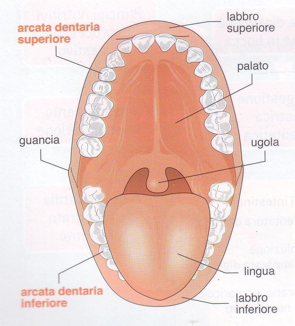 La digestione del cibo inizia nella bocca.