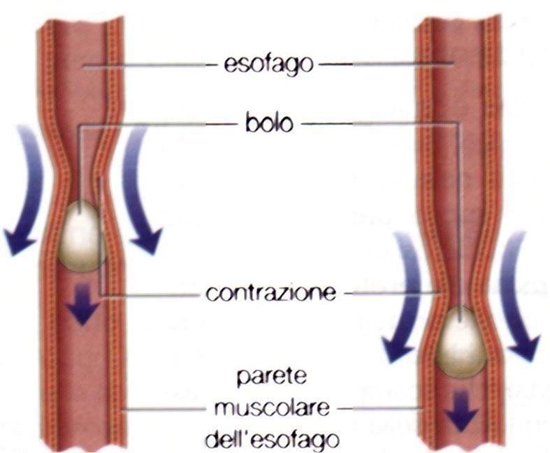 L'esofago è un tubo lungo 25 cm che collega la bocca allo stomaco, i muscoli dell esofago si contraggono e spingono il bolo nello stomaco.