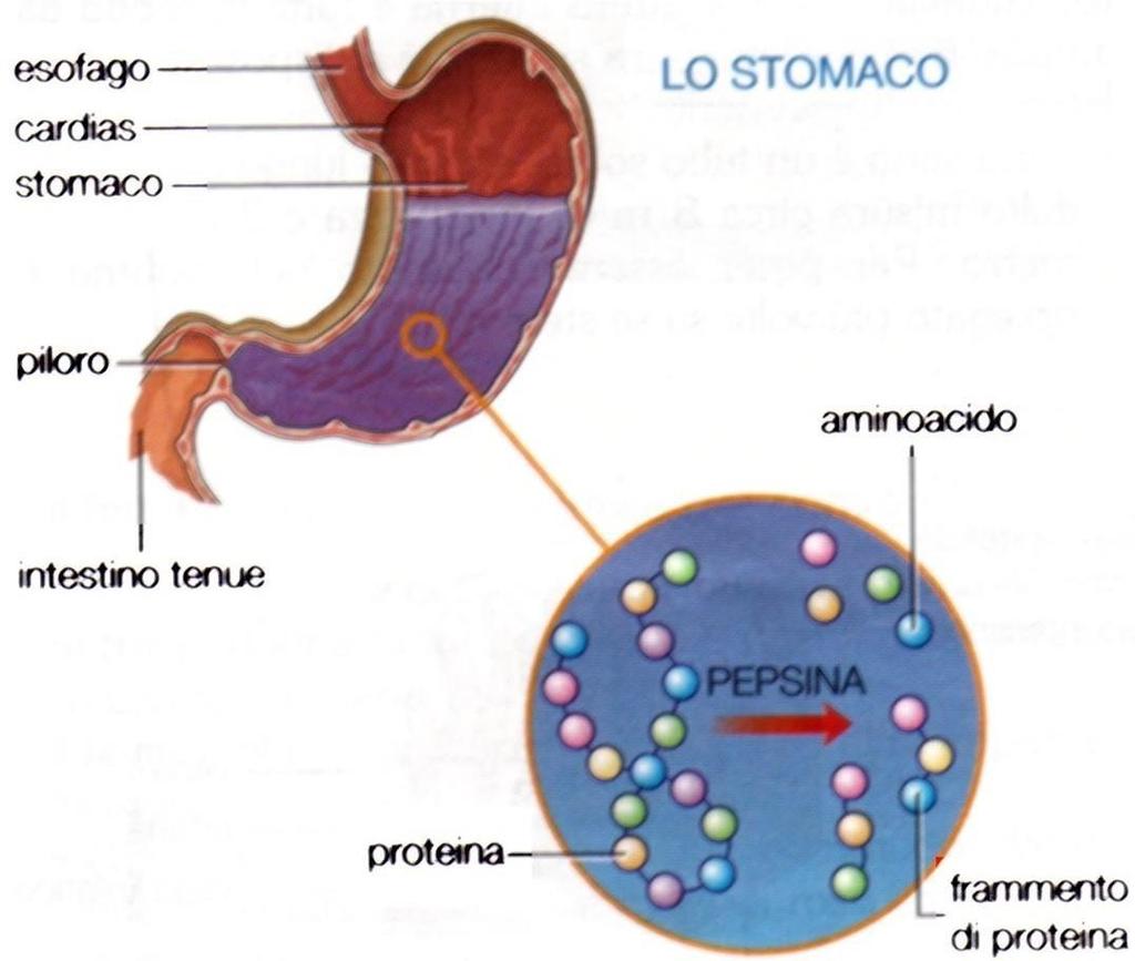 (peptone) La digestione viene