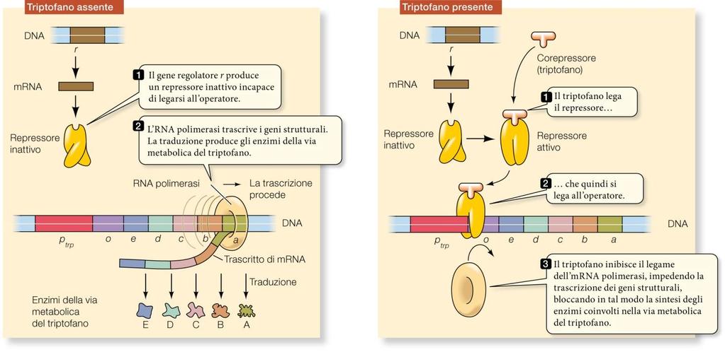 La regolazione dei geni 3 tosio. A bloccare l operone provvede una speciale proteina, detta repressore, prodotta da un gene che può trovarsi anche da tutt altra parte del cromosoma batterico.