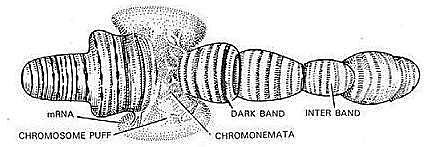 cromosomi, segno di una massiccia attivazione dei loro geni.