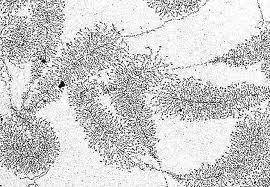 attività metabolica, si osservano particolari cromosomi che, per il loro aspetto, ricordano uno scovolino per pipe.