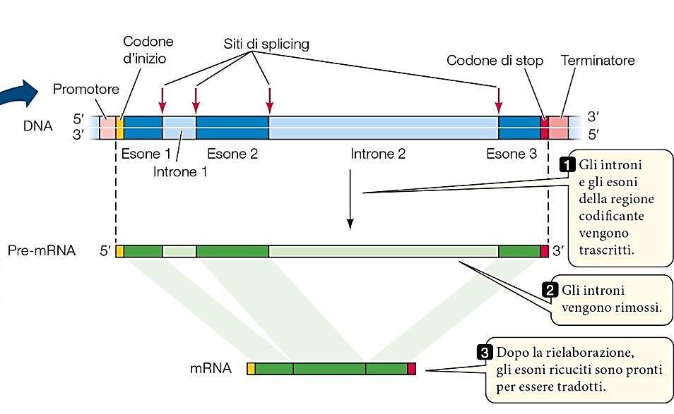 8 La regolazione dei geni al confine tra introni ed esoni.