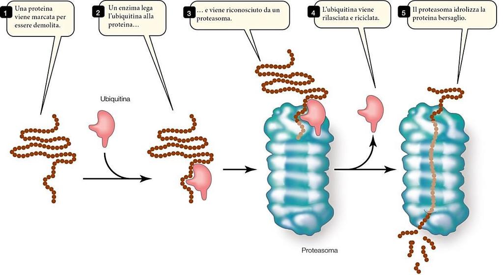 La regolazione dei geni 9 Un ulteriore meccanismo di regolazione post-trascrizionale è il mascheramento dell mrna, utilizzato soprattutto a livello embrionale.