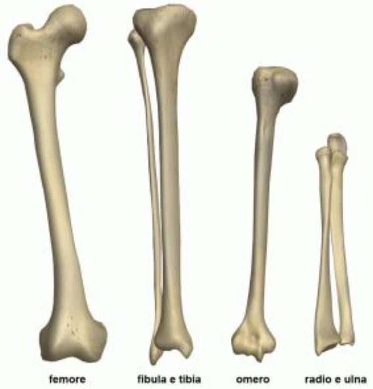 Nelle ossa lunghe la lunghezza prevale sulla larghezza,che si trova nel