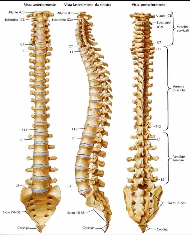 Le vertebre sono forate al centro e formano un tubo detto canale vertebrale.