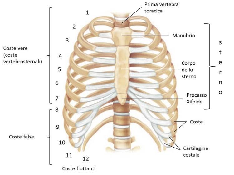 LO SCHELETRO DEL TRONCO (La gabbia toracica ) La gabbia toracica è costituita da 12 paia di costole.