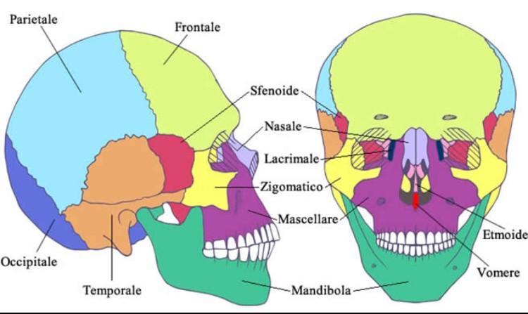 per sempio,il cranio funziona come un robusto casco rotettivo per il nostro cervello.