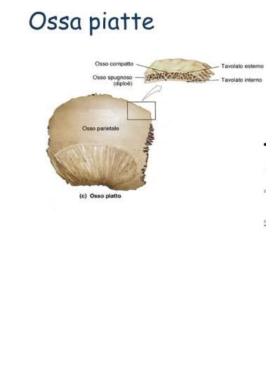 LA STRUTTURA DELLE OSSA. Le nostre ossa sono leggere ma eccezionalmente robuste, perché contengono sali minerali e collagene.