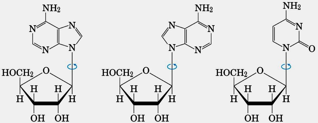 Varianti strutturali del DNA Le diverse forme strutturali del DNA dipendono dalla conformazione dello