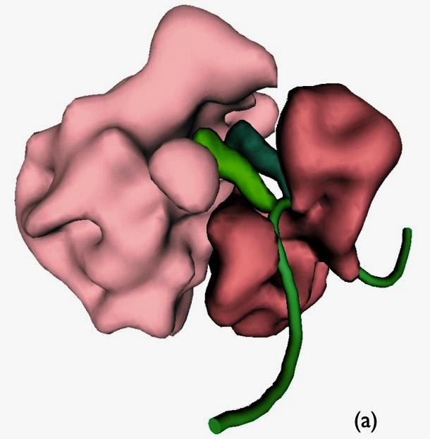 STRUTTURA DELL RNA RNA rrna (RNA ribosomiale) mrna (RNA messagero) trna (RNA transfer) rrna (RNA