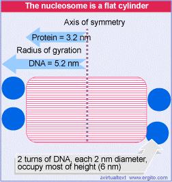 La struttura dei nucleosomi Dei 6 nm di altezza del cilindro, 4 sono occupati dai due avvolgimenti di DNA (200 paia di basi).