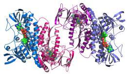Infatti, potendo assumere diverse conformazioni tridimensionali, i protidi e le proteine in particolare svolgono una gran