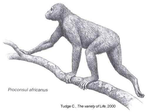 Nella linea evolutiva comune a Pongidi e Ominidi si porrebbe