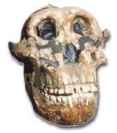 Australopithecus robustus Statura sui 150 cm Peso circa 50Kg Bacino