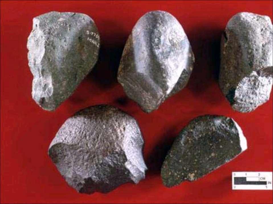 Homo habilis (1,5 2,4 milioni di anni fa) L attribuzione del genere Homo è