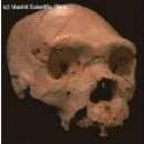 Homo heildebergensis Capacità cranica