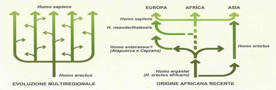Ipotesi sull origine di Homo sapiens Per quanto riguarda l origine dell Homo sapiens, si contrappongono due teorie: 1.